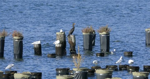  Birds sitting on Old Pier 1 in Brooklyn Bridge Park