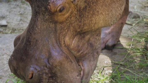 Extreme close up of Hippopotamus (hippo) eating delicious leaves.
