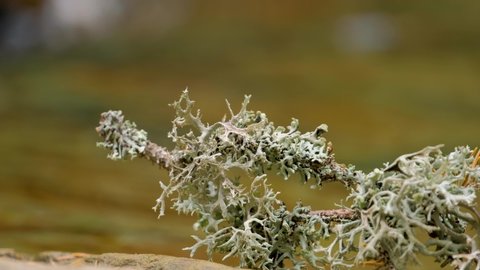 Close up moss on a branch with mountain river on background