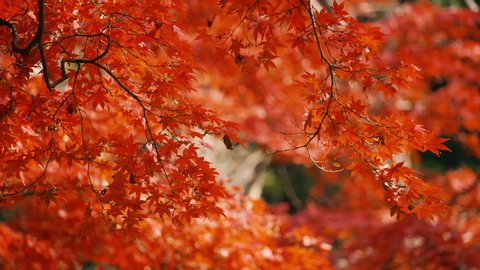Japan Autumn Maple Leaves In Stock Footage Video 100 Royalty Free Shutterstock