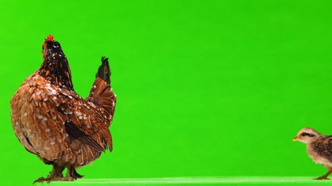 Mother hen and little chicken on a green screen.