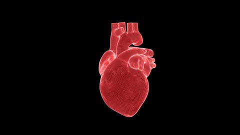 Beating human heart wireframe rotating with Alpha Channel, seamless loop