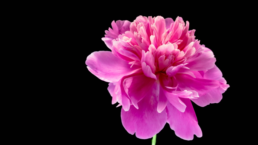 Beautiful pink Peony background. Blooming peony flower open, time lapse, close-up. | Shutterstock HD Video #1042761430