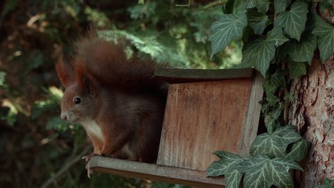 a cute red squirrel sitting on a wooden platform of a feeding house, collecting a hazelnut, holding it between his hands and eating the hazelnut, close up of a sciurus carolinensis