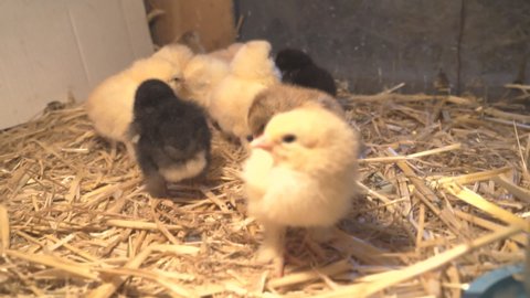 Bram's two-day-old chickens in a box of straw, selectiv focus