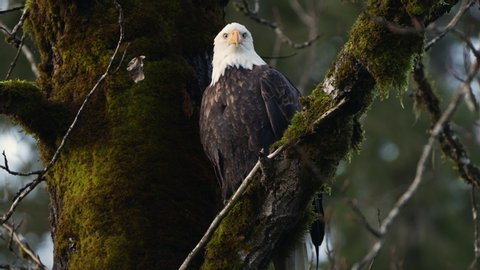 bald eagle in a tree looking for prey