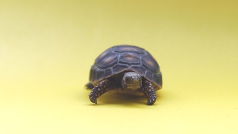 Small Land Turtle in a Yellow Background