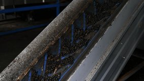 Black olives on the conveyor belt rise to the sink. Extra virgin olive oil production process