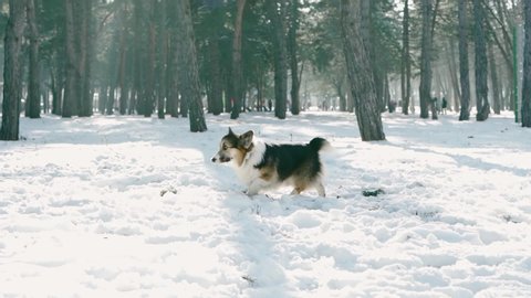 slow motion happy woman in warm winter clothes playing and embrasing her Welsh Corgi dog in snowy winter park at frosty sunny day. Happy time together with pet – Stockvideo