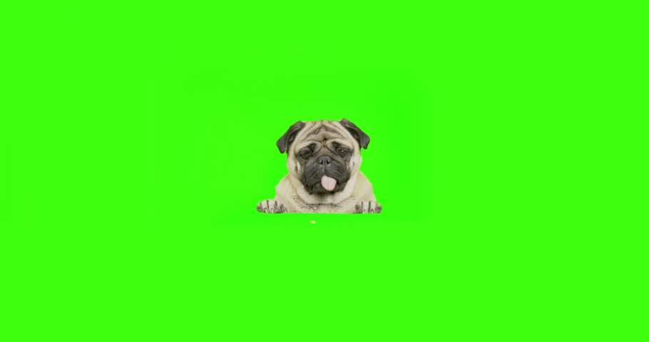 Cute funny pug dog jumping, standing behind some object, standing with forepaws, front paws on some raised platform. Hunting for a treat. Wants trying to get goodies. Green screen