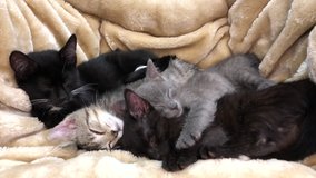 4K HD video 4 diverse kittens sleeping on a fluffy tan blanket, grey and black smaller kittens stretch and reposition then back to sleep in a pile. Four kittens snuggling together for comfort and warm