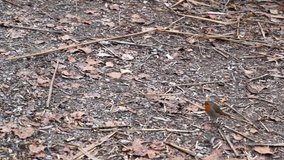 Robin bird searches forest floor for worms and food in slow motion.