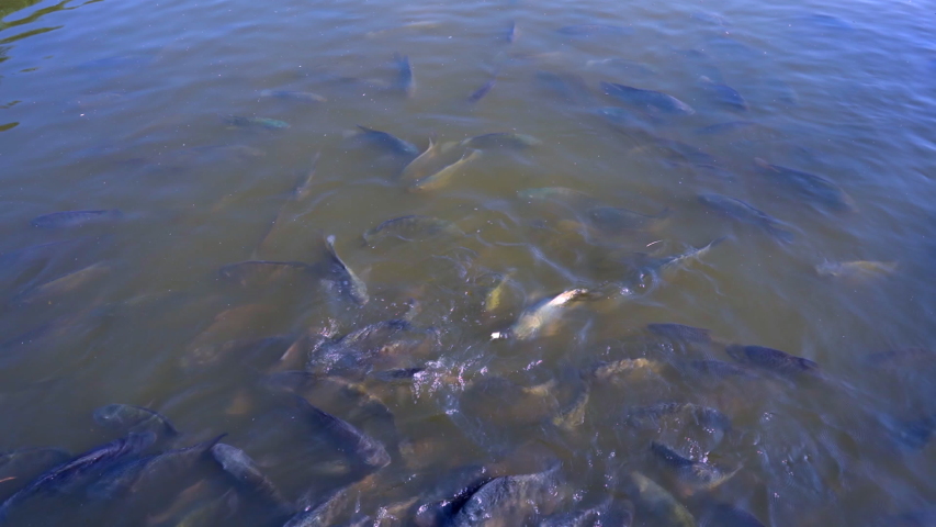 Feeding fish in pond, many fish nile tilapia eating food in farm agriculture, animal farm agriculture, organic farm animals in river, relaxing for tourist travel to feed and lookin fish, video clip 4K