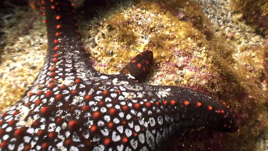 Starfish five-finger underwater lagoon of ocean on Galapagos. Amazing life of tropical nature world in blue water. Scuba diving.