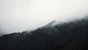 The Cloud and mist moving slow mountain cover tree in dark mood  