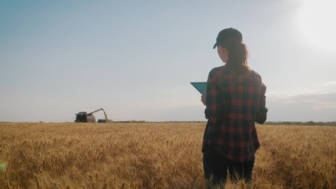 Farmer woman with tablet working in wheat field during harvesting by a combine, she controls the harvesting process. The girl uses a tablet, plans to harvest. Concept of technology in agriculture