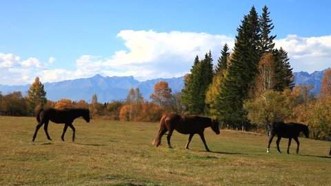 A herd of horses in a meadow at a warm autumn day on baskground of the yellowed forest and the East Sayan Mountains at sunset. Beautiful autumn rural landscape 