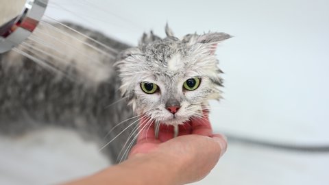 Washing a cat in bathtub