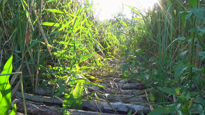 Walkway over the reed at the pond