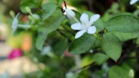 Wrightia antidysenterica or inda white flowers with close up view and full HD 30fps ntsc nature footage video clip