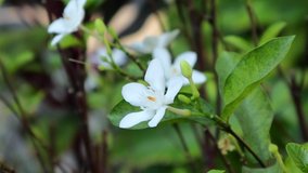 Wrightia antidysenterica or inda white flowers with close up view and full HD 30fps ntsc nature footage video clip