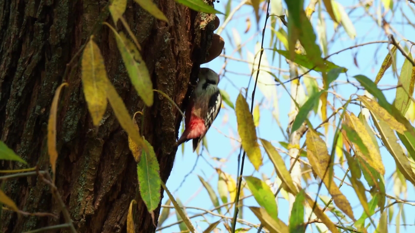Close-up of middle spotted woodpecker (Dendrocoptes medius) looking for food on the tree bark in forest