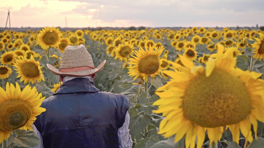 A senior farmer photographs sunflowers and sunflower seeds on a tablet for analysis.  Businessman with tablet analyzes the harvest of sunflower. Modern technologies in the agricultural business.
