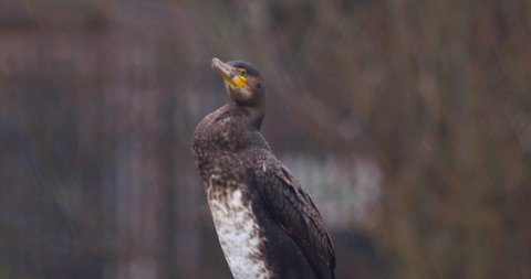 Cormorant bird perched on log raining close up slow motion tilt down