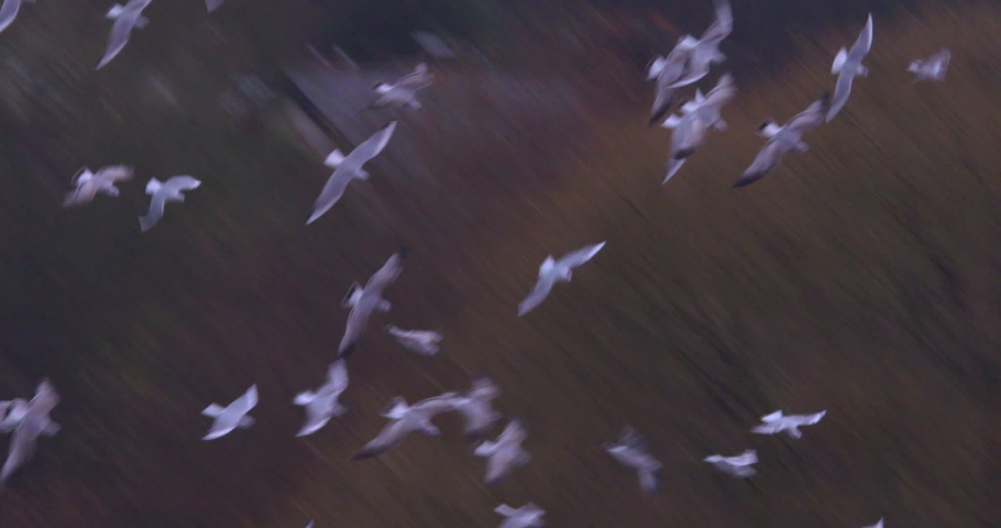 Seagull bird flock flying in formation over river and trees