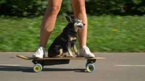 CLOSE UP, LOW ANGLE: Funny shot of a puppy riding an e-longboard with fit young woman. Adorable senior dog sits on the electric skateboard and cruises through the sunlit park with its active owner. - Powered by Shutterstock - Get 15% off with code: PIKWIZARD15
