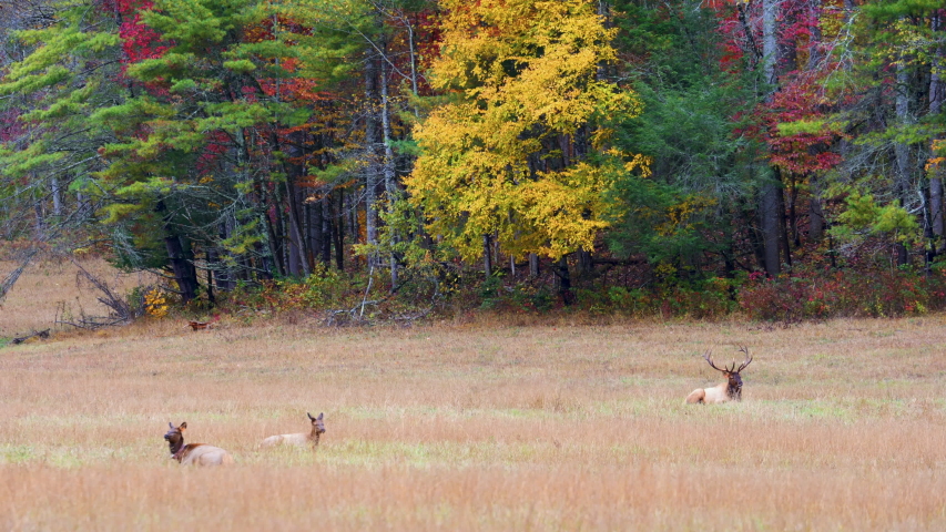 Wide, a herd of elk in an autumn field, North Carolina, USA