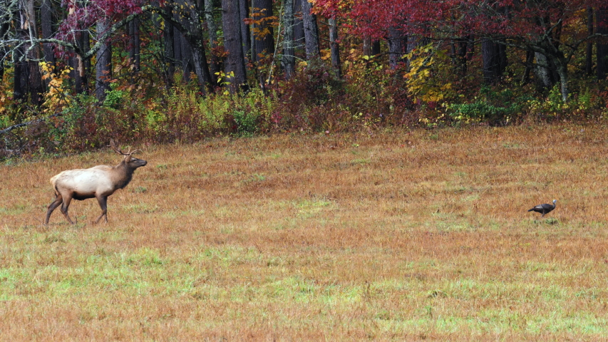 Medium, a bull elk and a turkey in an autumn field, North Carolina, USA