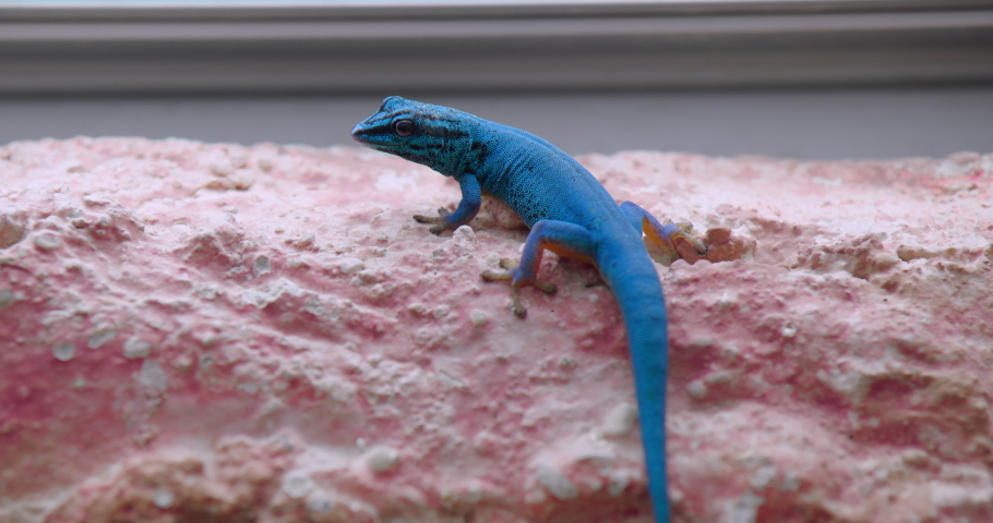 A blue Dwarf Gecko moving around.