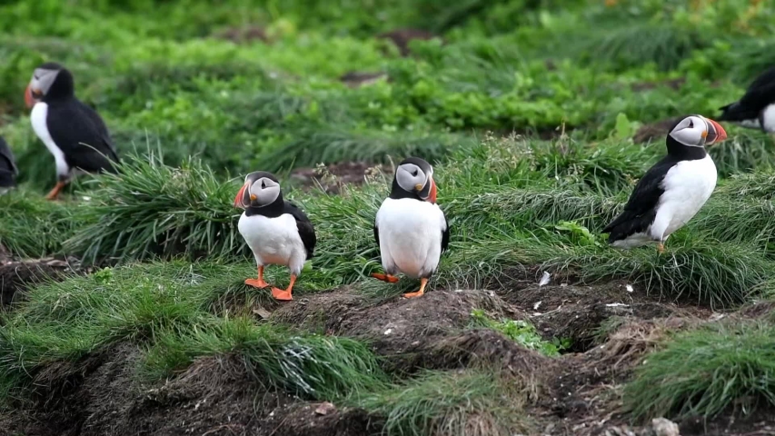 Atlantic Puffins Resting on the Nesting Site on the Cliff in Elliston, Newfoundland