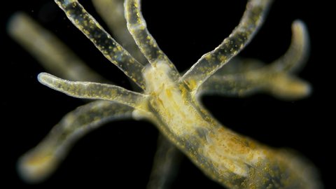 sea Hydra under the microscope, a genus of a marine inactive intestinal cavity, a biologically immortal organism, never grows old, is a predator, sets its tentacles and awaits prey 4K