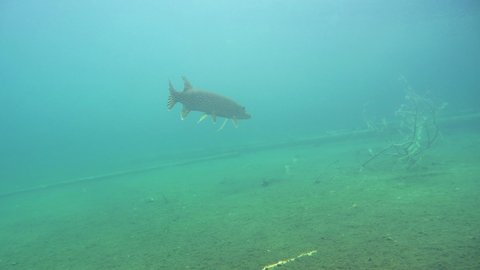 Following a big pike swimming underwater in a lake.