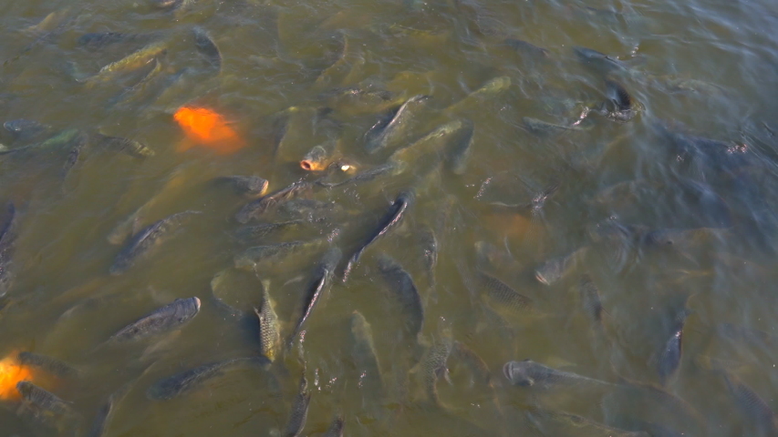 Feeding fish in pond, many fish nile tilapia eating food in farm agriculture, animal farm agriculture, organic farm animals in river, relaxing for tourist travel to feed and lookin fish, video clip 4K