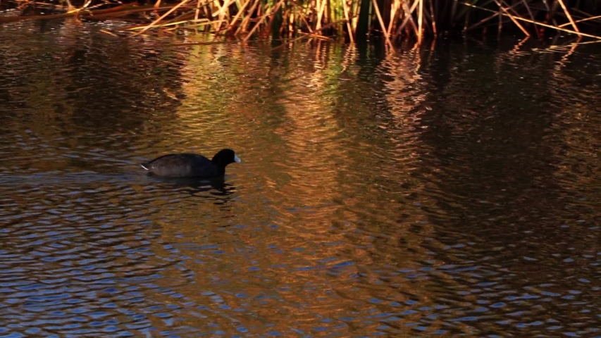 coot swimming in pond at clark county wetlands park