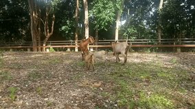 	
Brown goat eating grass in field,sun light at sunset green nature footage.video fullhd animal wildlife in forest on mountain.Eco environment of plant.Mammal pet cute outdoor. 1920x1080,Hidef