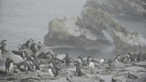 Rockhopper penguins in the rain on the Falkland Islands hopping and shaking the water off on rocky terrain