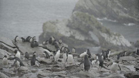 Rockhopper penguins in the rain on the Falkland Islands hopping and shaking the water off on rocky terrain