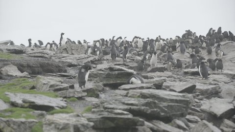 Rockhopper Penguins in a colony on Falkland Islands as the penguins hop around and shake the water off