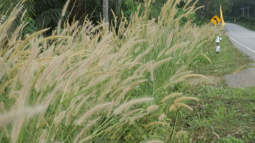 Cogon grass of lalang flower. flowers swing in the wind on a summer day near road