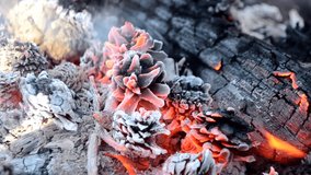 Pine cones burn in the fire close-up. Fir tree pine cones burn in a wood. Close-up of burning pine cones. Decoration background. Group of dry cones are engulfed in flames - Powered by Shutterstock - Get 15% off with code: PIKWIZARD15