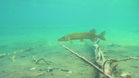 Side view of Nordic pike swimming near bottom in a clear-watered Nordic lake in Finland.