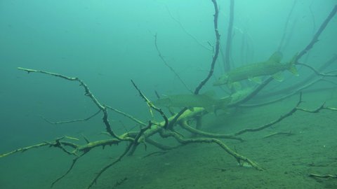 Two big northern pikes swimming by a underwater submerged tree in a lake in Finland.