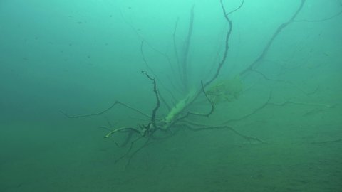 Big pike swimming by sunken tree in lake bottom with small perch schooling around. Underwater shot in Finland.