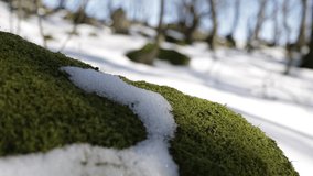 Green moss and white show close up in the forest stock video. 