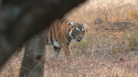 Royal Bengal Tiger in its Natural Habitat in Ranthambore National Park in Indian state of Rajasthan