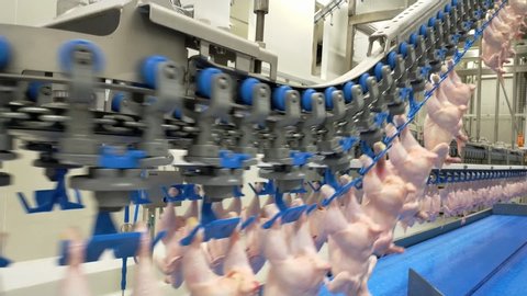 Poultry processing industry. Raw chicken meat production line. Poultry processing plant. Conveyor belt for food factory. Automatic machine in broiler meat process. Modern equipment in slaughterhouse.